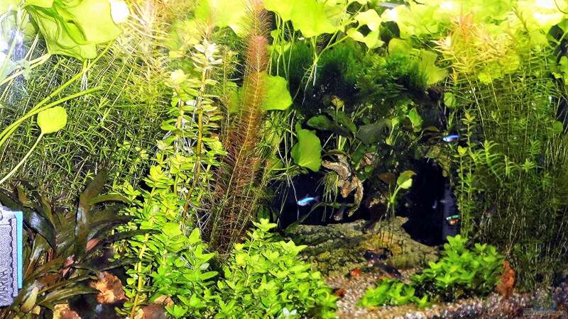 Aquarium mein kleines Amazonas Scape von odin 68 (89)