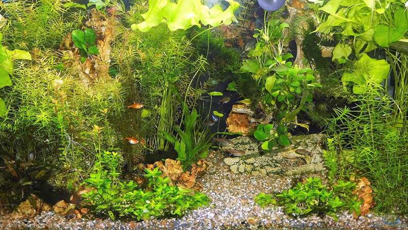 Aquarium mein kleines Amazonas Scape von odin 68 (90)