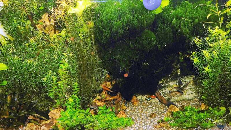 Aquarium mein kleines Amazonas Scape von odin 68 (91)