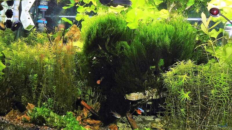 Aquarium mein kleines Amazonas Scape von odin 68 (92)