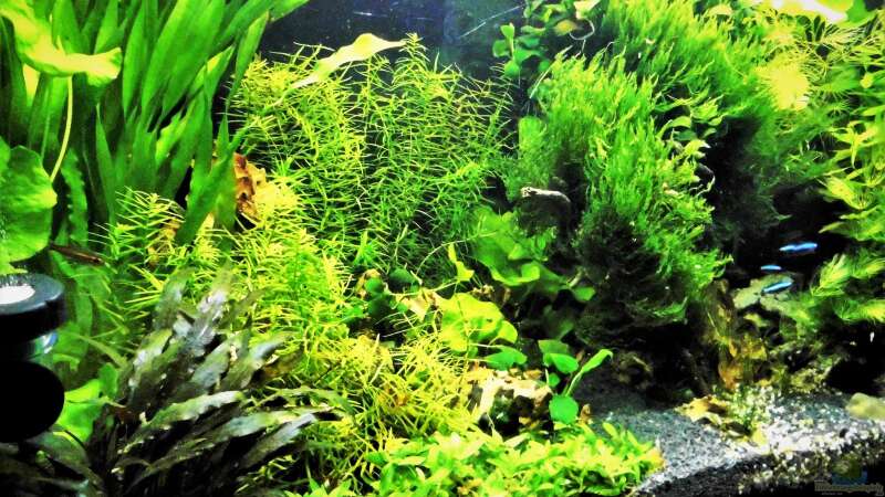 Aquarium mein kleines Amazonas Scape von odin 68 (95)