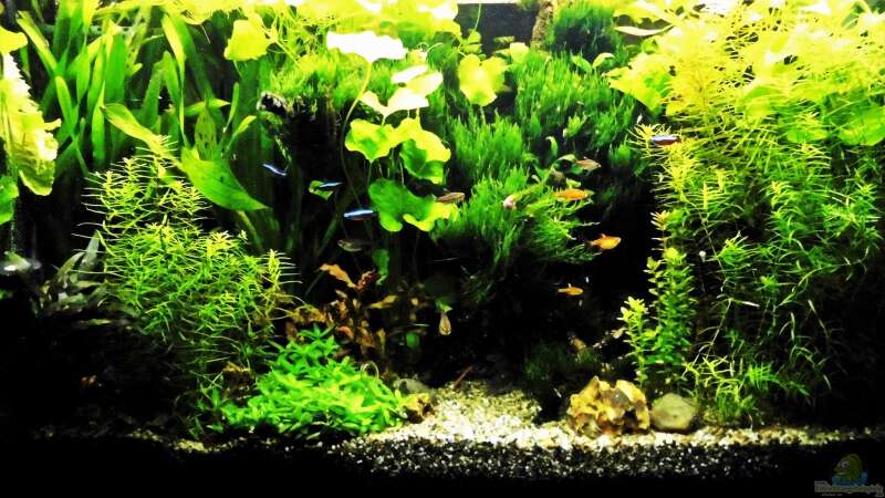 Aquarium mein kleines Amazonas Scape von odin 68 (96)