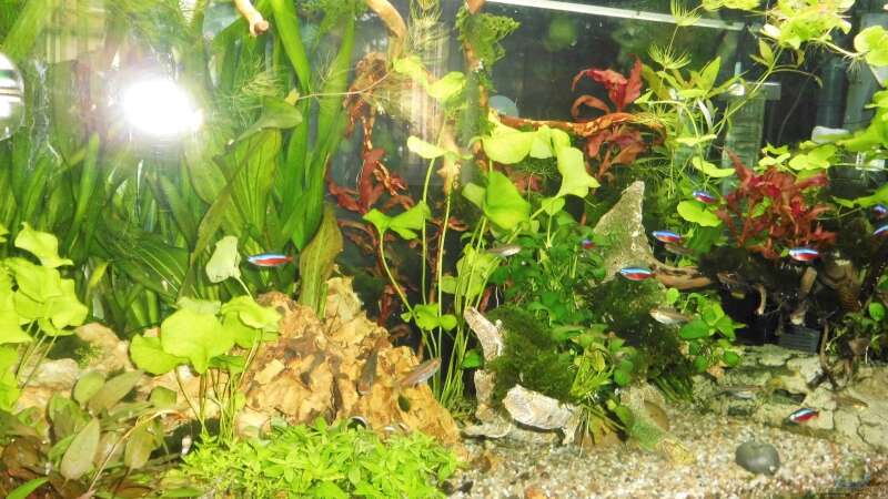 Dekoration im Aquarium mein kleines Amazonas Scape von odin 68 (123)