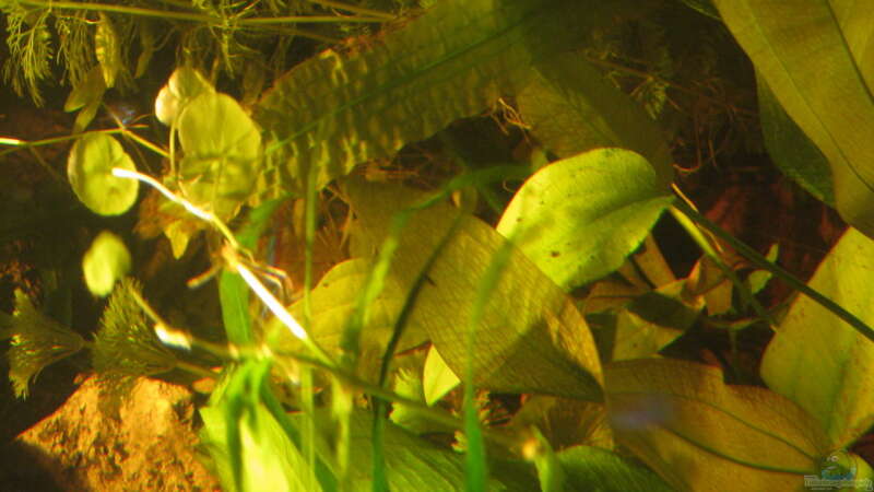 Pflanzen im Aquarium Irgendwo im Amazonas von Fishfan (10)