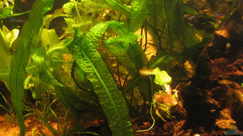 Pflanzen im Aquarium Irgendwo im Amazonas von Fishfan (11)