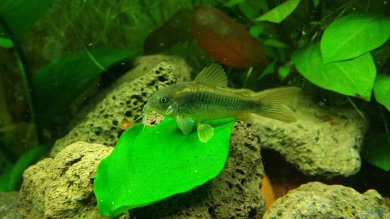 Einrichtungsbeispiele für Metallpanzerwelse (Corydoras aeneus)