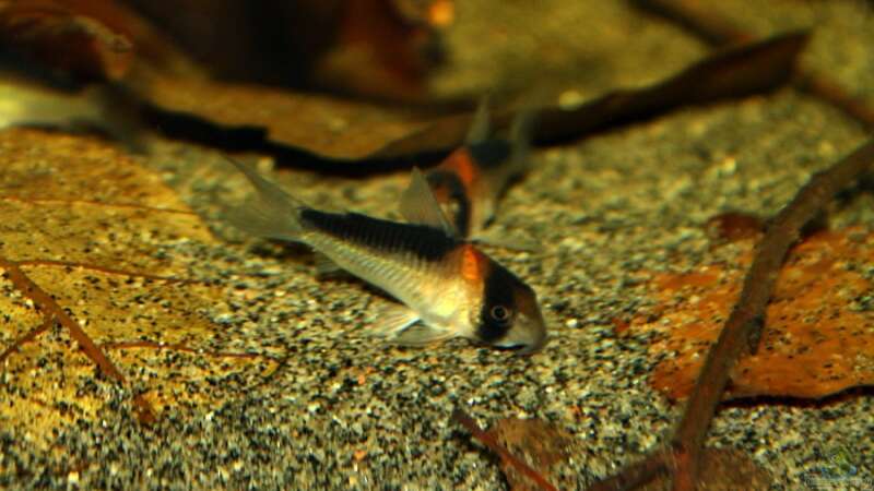 Corydoras adolfoi von marxbre (57)