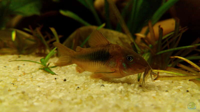 Corydoras aeneus von navicula (11)