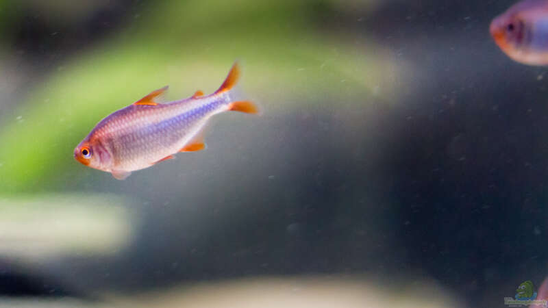 Hyphessobrycon wadai im Aquarium (Einrichtungsbeispiele für Brombeer Salmler)