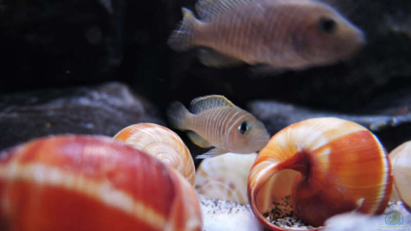 Besatz im Aquarium simileri Reich von similis (40)