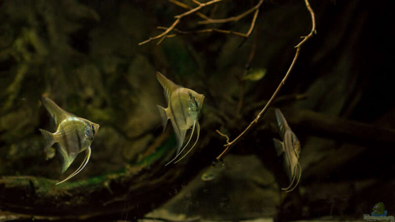 Pterophyllum scalare von timo-on-keys (31)