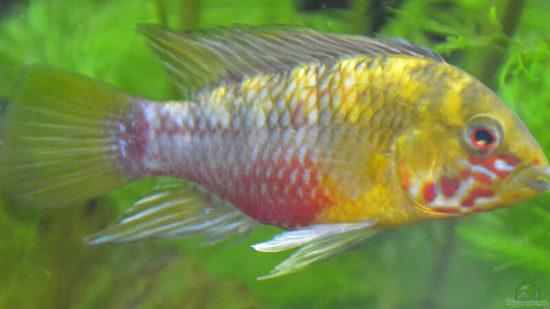 Einrichtungsbeispiele für die Haltung von Apistogramma hongsloi (Rotstrich-Zwergbuntbarsch) im Aquarium