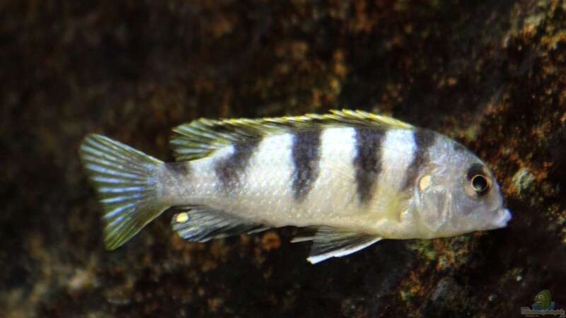 Labidochromis spec. Perlmutt von MalawiMartin (33)