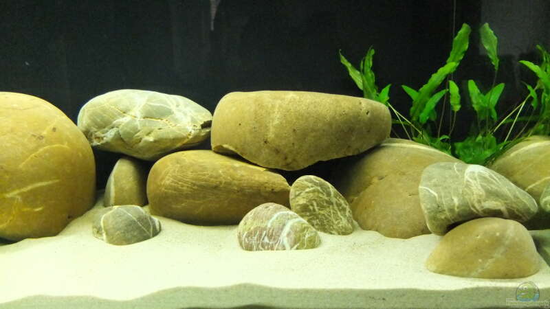 Dekoration im Aquarium Tanganjikatümpel (Nur noch als Beispiel) von axolotl (11)