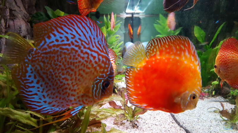 Aquarium Hauptansicht von Becken 24 von Günter+Karin (12)