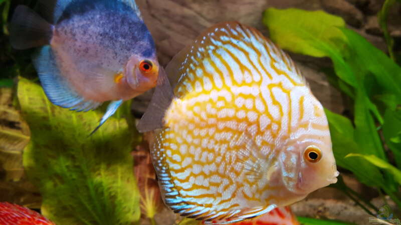 Aquarium Hauptansicht von Becken 24 von Günter+Karin (13)