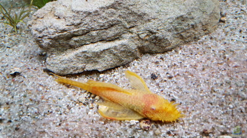 Aquarium Hauptansicht von Becken 24 von Günter+Karin (15)