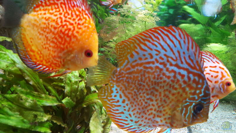 Aquarium Hauptansicht von Becken 24 von Günter+Karin (16)