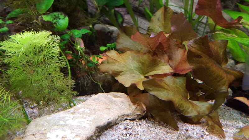 Aquarium Hauptansicht von Becken 24 von Günter+Karin (18)