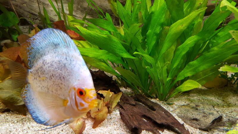 Aquarium Hauptansicht von Becken 24 von Günter+Karin (19)