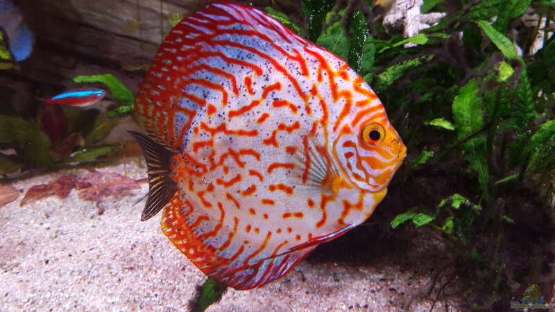 Aquarium Hauptansicht von Becken 24 von Günter+Karin (6)