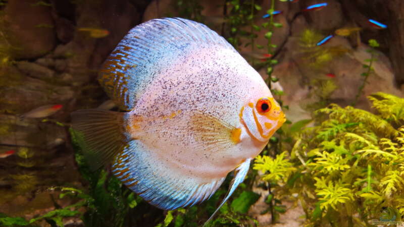 Aquarium Hauptansicht von Becken 24 von Günter+Karin (7)