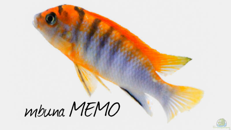 Userbild von Mbuna_Memo von Mbuna_Memo (43)