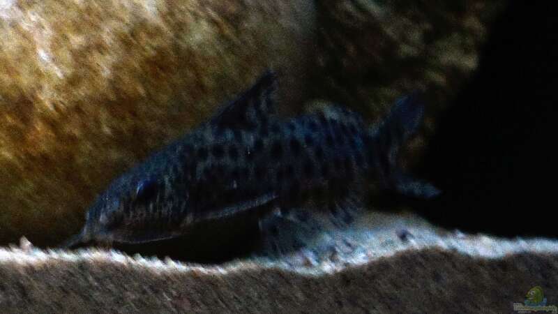 Synodontis Njassae von freezer2510 (48)