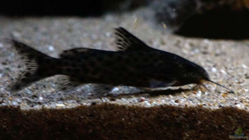 Synodontis njassae im Aquarium halten (Einrichtungsbeispiele für Njassa-Fiederbartwels)