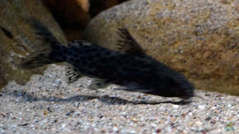 Synodontis njassae im Aquarium halten (Einrichtungsbeispiele für Njassa-Fiederbartwels)