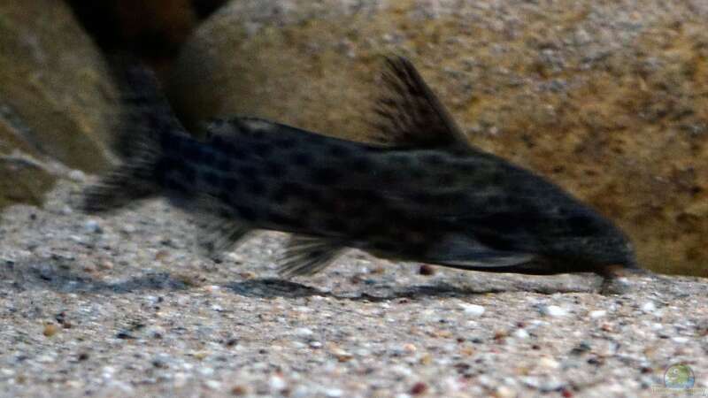 Synodontis njassae im Aquarium halten (Einrichtungsbeispiele für Njassa-Fiederbartwels)