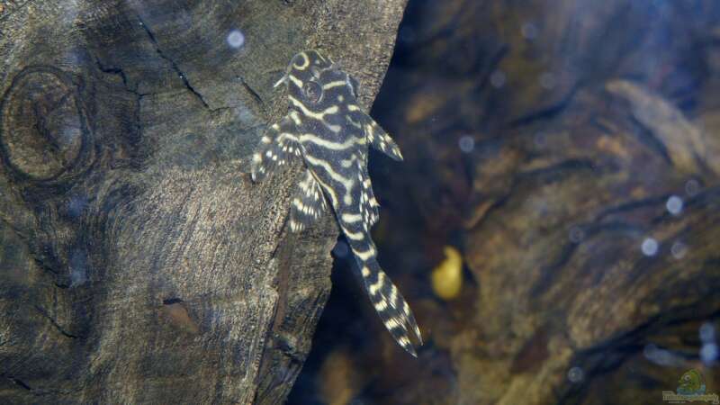 Aquarien mit Panaqolus sp. "L 2" (Tigerharnischwels)