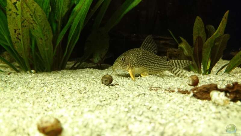 Corydoras sterbai im Aquarium (Einrichtungsbeispiele mit Sterbas Panzerwels)