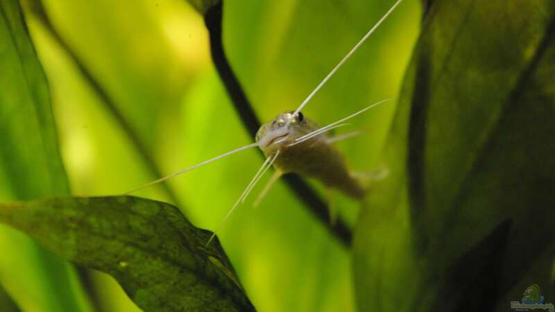 Aquarium Hauptansicht von Becken 24 von Peter Vlasaty (40)