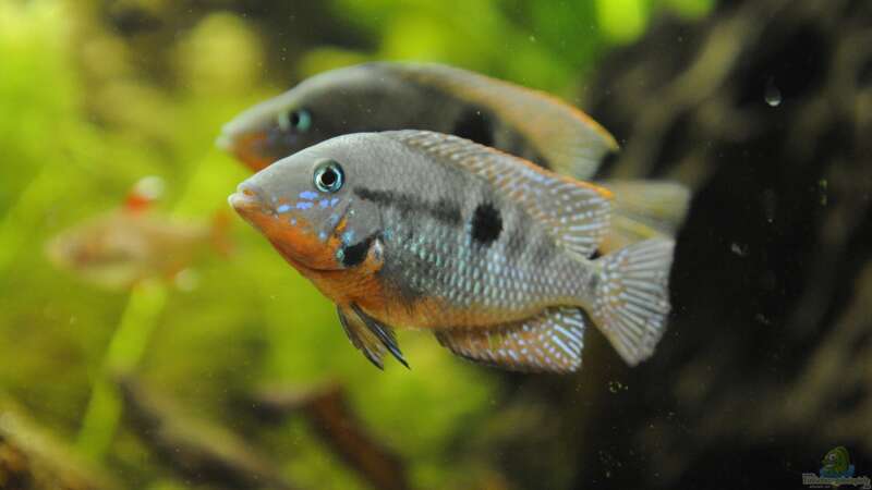 Aquarium Hauptansicht von Becken 24 von Peter Vlasaty (46)