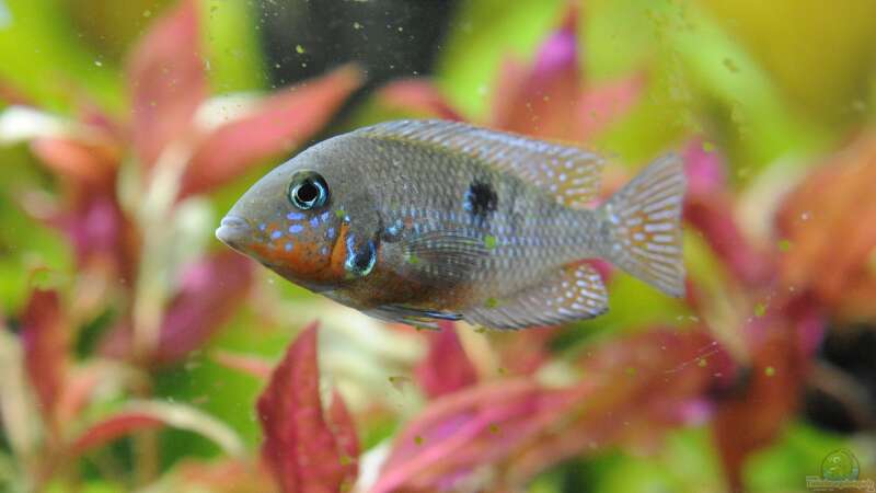 Aquarium Hauptansicht von Becken 24 von Peter Vlasaty (50)