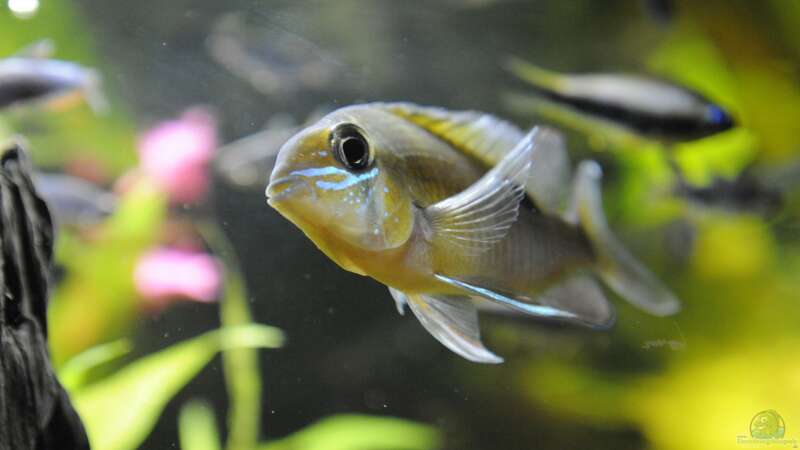 Aquarium Hauptansicht von Becken 24 von Peter Vlasaty (52)