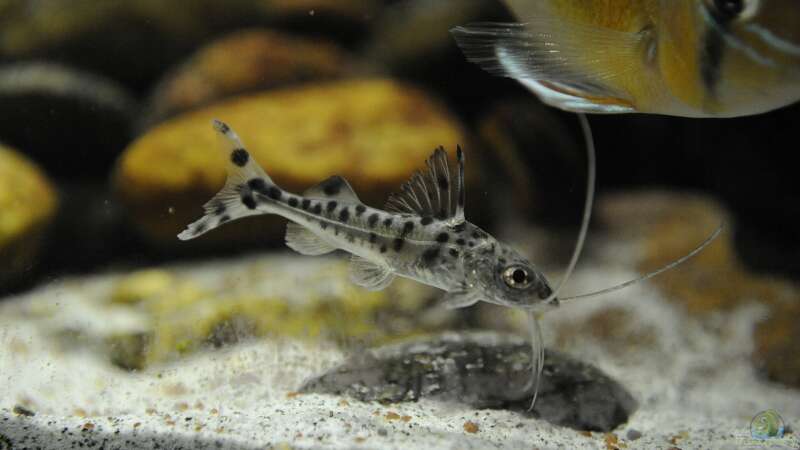 Aquarium Hauptansicht von Becken 24 von Peter Vlasaty (57)