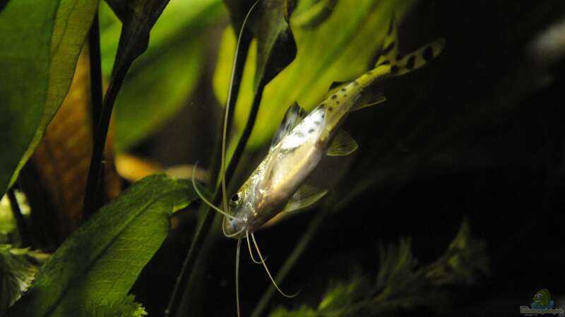 Aquarium Hauptansicht von Becken 24 von Peter Vlasaty (58)