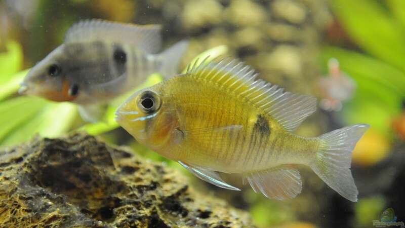 Aquarium Hauptansicht von Becken 24 von Peter Vlasaty (62)