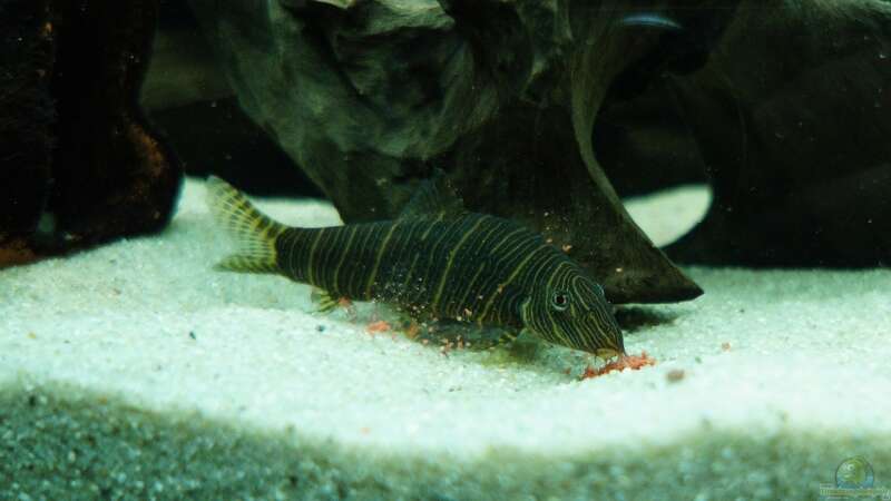 Botia striata im Aquarium halten (Einrichtungsbeispiele mit Zebra-Prachtschmerle)