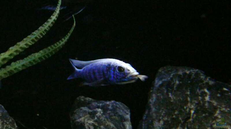 Sciaenochromis fryeri iceberg mit Jungfisch im Maul von Heike Fuchs (44)