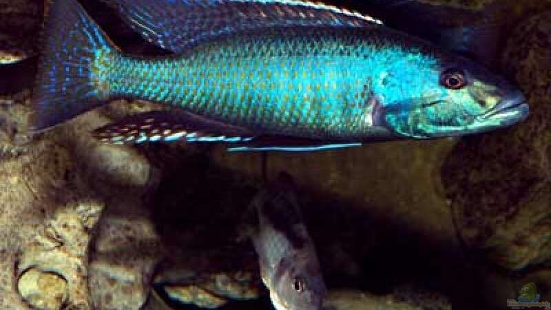 Champsochromis spilorhynchus von Heiko Gröschel (14)