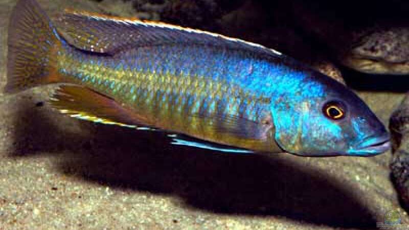 Taeniochromis holotaenia, WF von Heiko Gröschel (12)