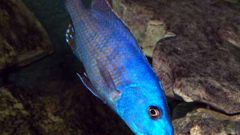 Tyrannochromis nigriventer, WF von Heiko Gröschel (5)