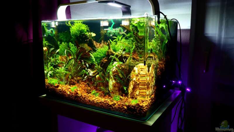 Aquarium Bucetank von Scaper´s love Plants (7)