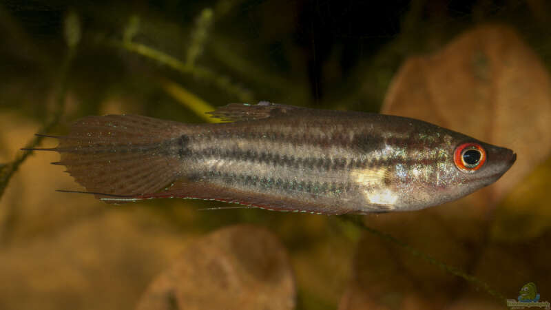 Trichopsis-Arten im Aquarium halten (Einrichtungsbeispiele für Knurrende Guramis)