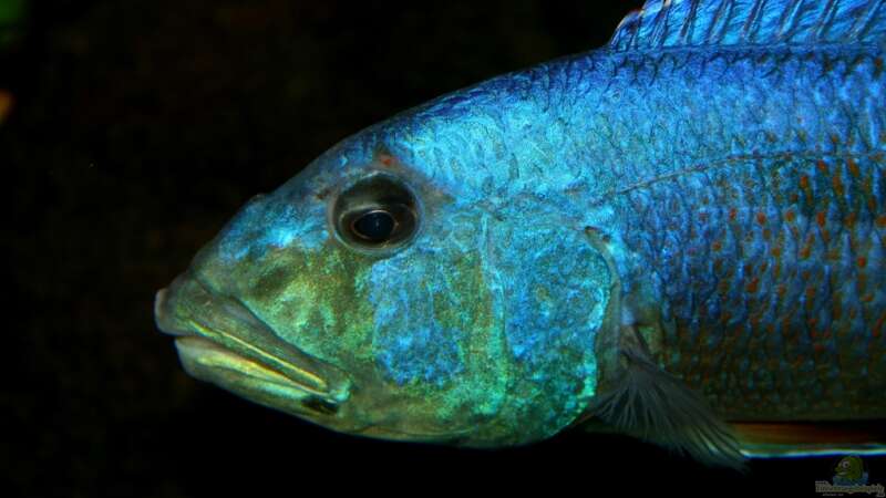 Aristochromis Christyi in Balzstimmung von meerwasser-gb (41)