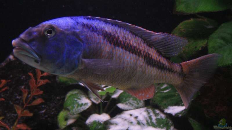 Aristochromis Christyi M von meerwasser-gb (12)