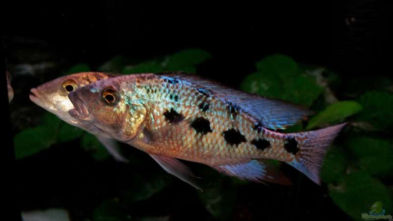 Fossochromis Rostratus Pärchen von meerwasser-gb (16)